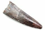 Fossil Spinosaurus Tooth - Real Dinosaur Tooth #370572-1